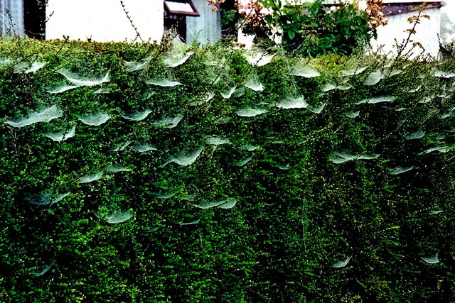 Castledaly Manor area - Cobweb covered hedge