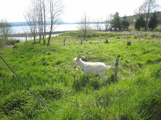 Goat at Drumsoghla