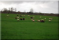 Sheep near Eyhorne Street