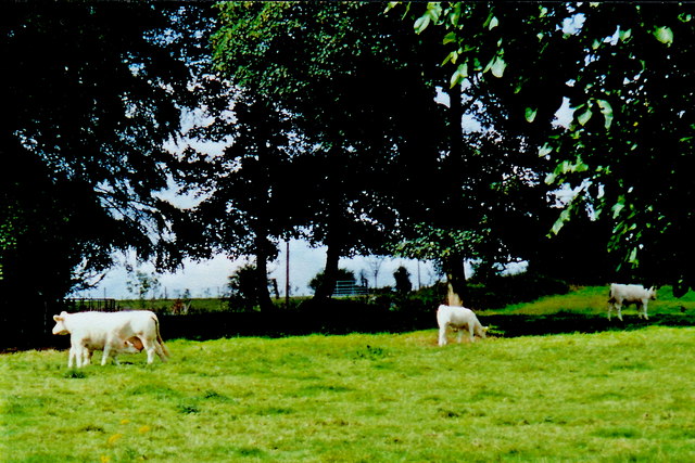 Strawberry Hill - Eamonn Cuniffe's cattle grazing