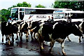 M4806 : Thoor Ballylee - Cattle herd passing tour buses by Joseph Mischyshyn
