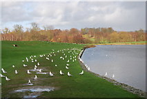 TQ8353 : Gulls by the moat, Leeds Castle by N Chadwick