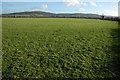 Grazing land near Bishop