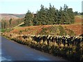 A copse near Glensaugh Lodge (December)