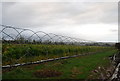 Soft fruit under polytunnels