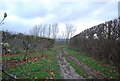 Track amongst the orchards