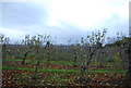 Fruit orchards