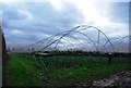 Polytunnels by the track junction