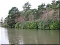 Quiet backwater in Hawley Lake