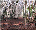 TM1497 : One of the paths traversing Lower Wood Nature Reserve by Evelyn Simak