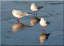 SD8818 : Black Headed Gulls in winter plumage by David Smith