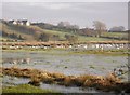 A bevy of swans at Derryscollop