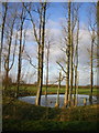 Pool & trees at Redhill Crematorium