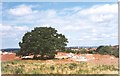 Preserved Oak before the houses came