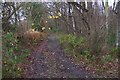 TQ8435 : Track in Brogues Wood by David Anstiss