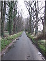 Tree Lined Road