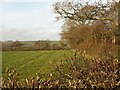 Field, South Nethercott