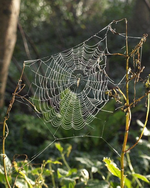 Spider's web, Greenacres