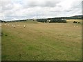 NO2009 : Sheep pasture, Drumdreel by Richard Webb