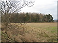 Wood and field near Lowfield Cottage