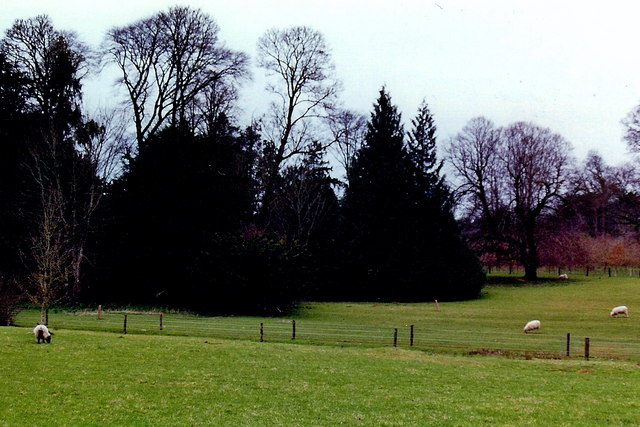 Strokestown - Park House grounds with grazing sheep
