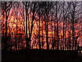 Sunset through the trees in Ford lay-by