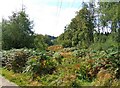 Shatterford Wood