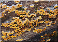 Fungi and frost on a fallen trunk