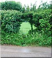 Footpath through a hedge