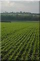 Winter cereals at Stoulton