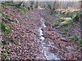 Footpath through Little Sheepwash Wood