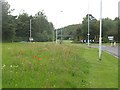 Wildflower meadow, Western Avenue