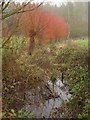 Trees at Stapleford