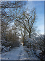 Footpath in winter