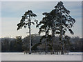 Small stand of pine trees in the snow