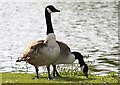 Canada Geese at Furzton Lake