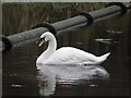 A swan on the Mill Pond at Ewart Liddell Weaving Factory, Donaghcloney.