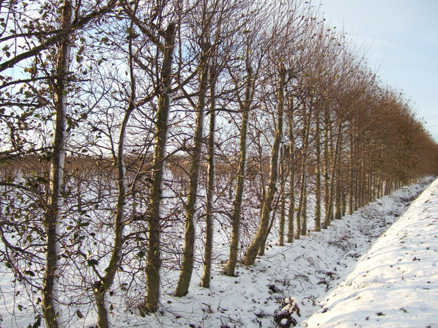 A tree-lined ditch