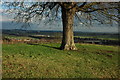 Tree on Whittington Tump