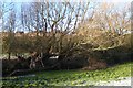 Neglected willow pollards, east bank of Whitnash Brook