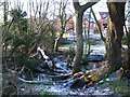 Collapsed trees, Whitnash Brook