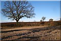 Scattered oaks west of Radford Semele