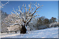 Old tree in Ickworth Park