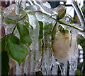 Ice rose (2)