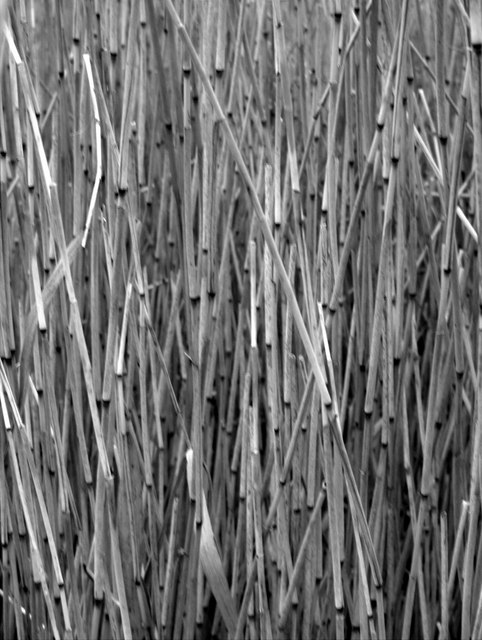 Close up of reed stems, Kingoodie