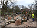 SK6548 : Tree felling in Epperstone churchyard by Alan Murray-Rust