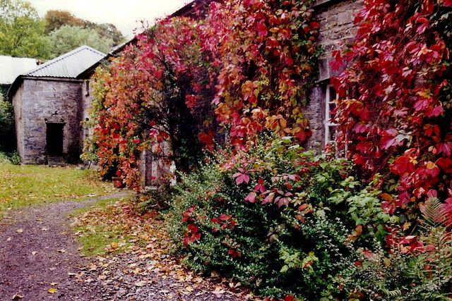 Longford - Carrigglas Manor House stables & vines