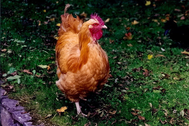 Longford - Carrigglas Manor House - Orange chicken