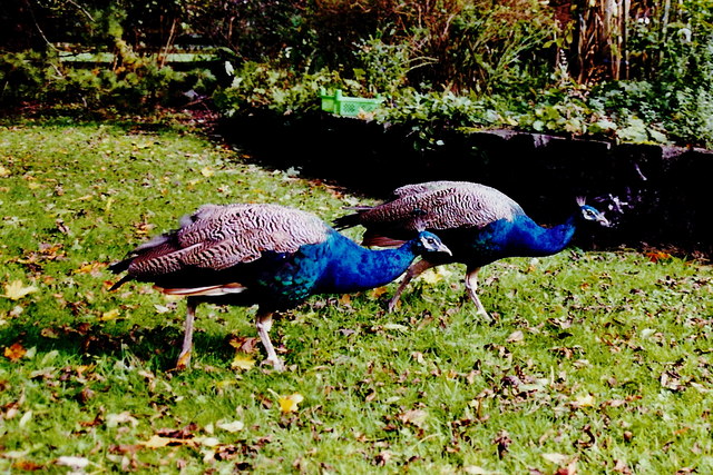Longford - Carrigglas Manor House - Peacocks