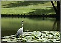 Heron at Stratford Park, Stroud